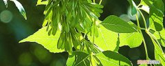 白蜡树的养殖方法及注意事项 白蜡树的养殖方法