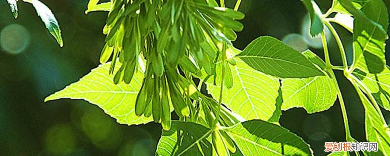 白蜡树的养殖方法及注意事项 白蜡树的养殖方法