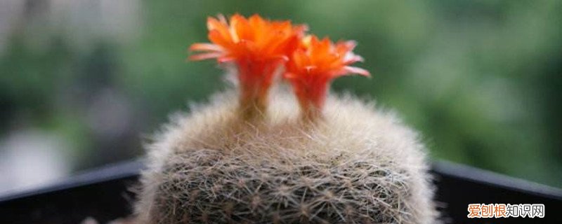 雪光花怎么养 白雪光的养殖方法