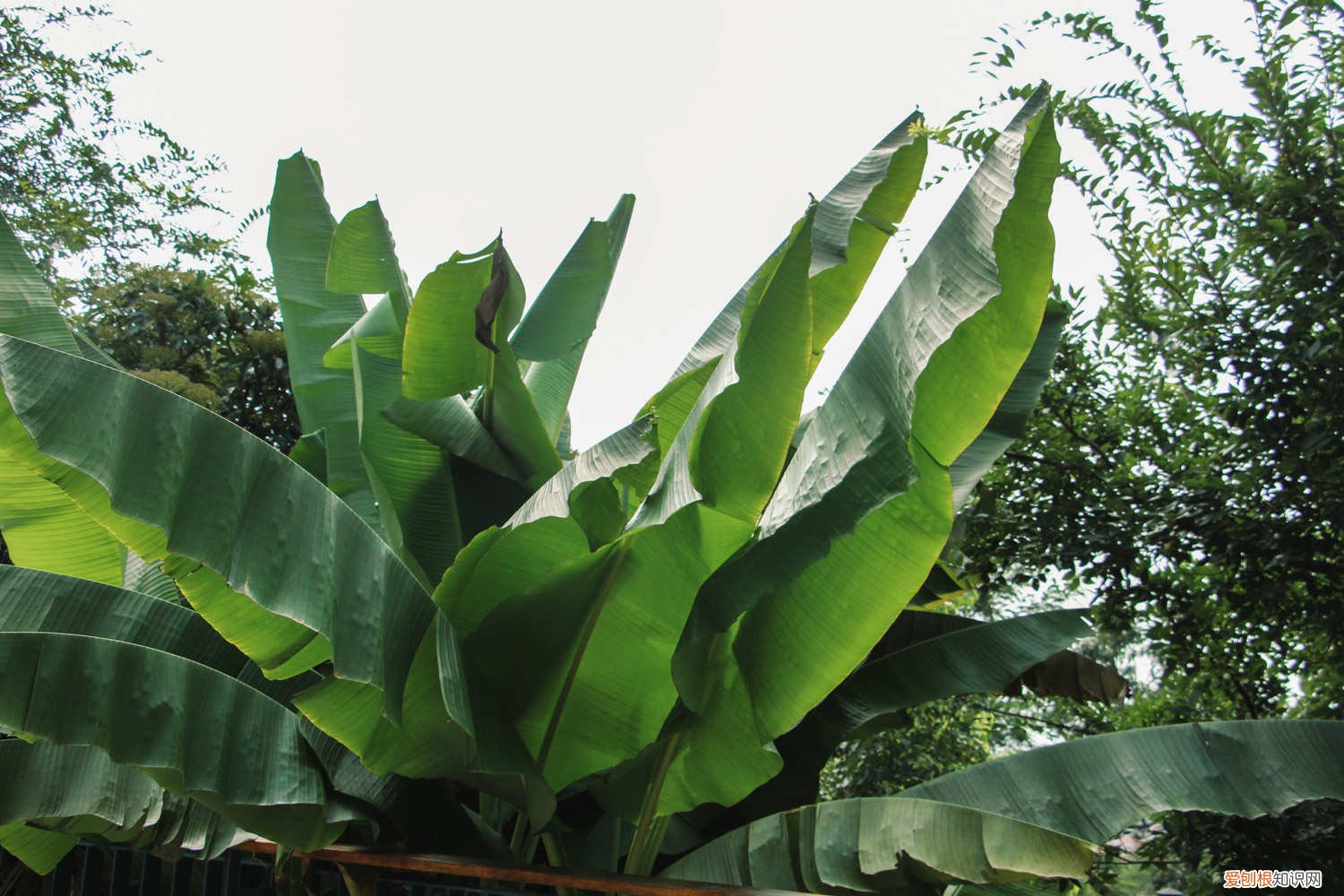 芭蕉的种植与养殖方法 芭蕉的养殖方法