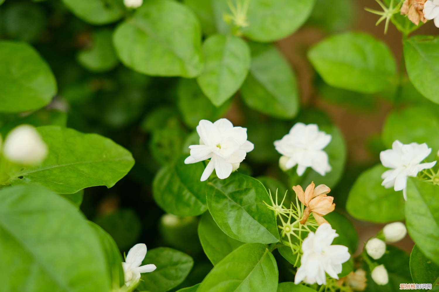 法国香水茉莉怎么不开花 法国香水茉莉要打顶吗
