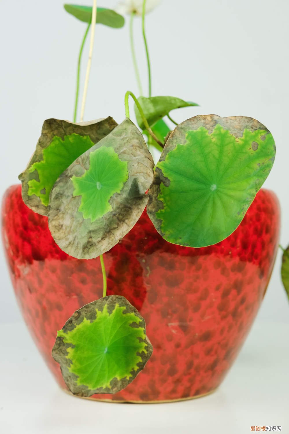碗莲栽种时间 碗莲的种植时间