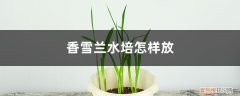 香雪兰水培放多少水 香雪兰水培怎样放