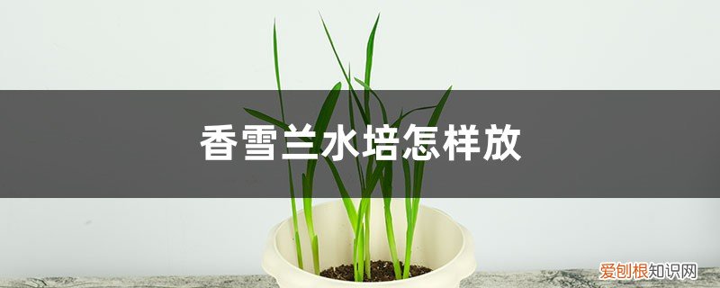 香雪兰水培放多少水 香雪兰水培怎样放