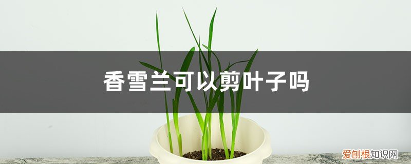 香雪兰怎么剪枝 香雪兰可以剪叶子吗