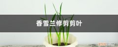 香雪兰怎样修剪 香雪兰如何修剪