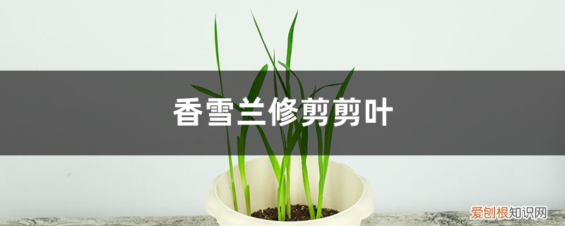 香雪兰怎样修剪 香雪兰如何修剪