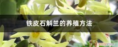 铁皮石斛兰的家庭养殖 铁皮石斛兰的养殖方法