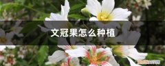 文冠果种植前景 文冠果怎么种植