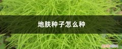 地肤种子怎么种出来的 地肤种子怎么种