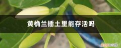 黄桷兰的枝条怎样才能插活 黄桷兰插土里能存活吗