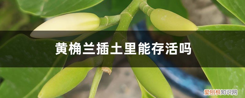 黄桷兰的枝条怎样才能插活 黄桷兰插土里能存活吗