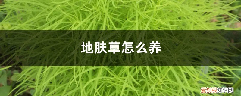 地肤草好养吗 地肤草怎么养