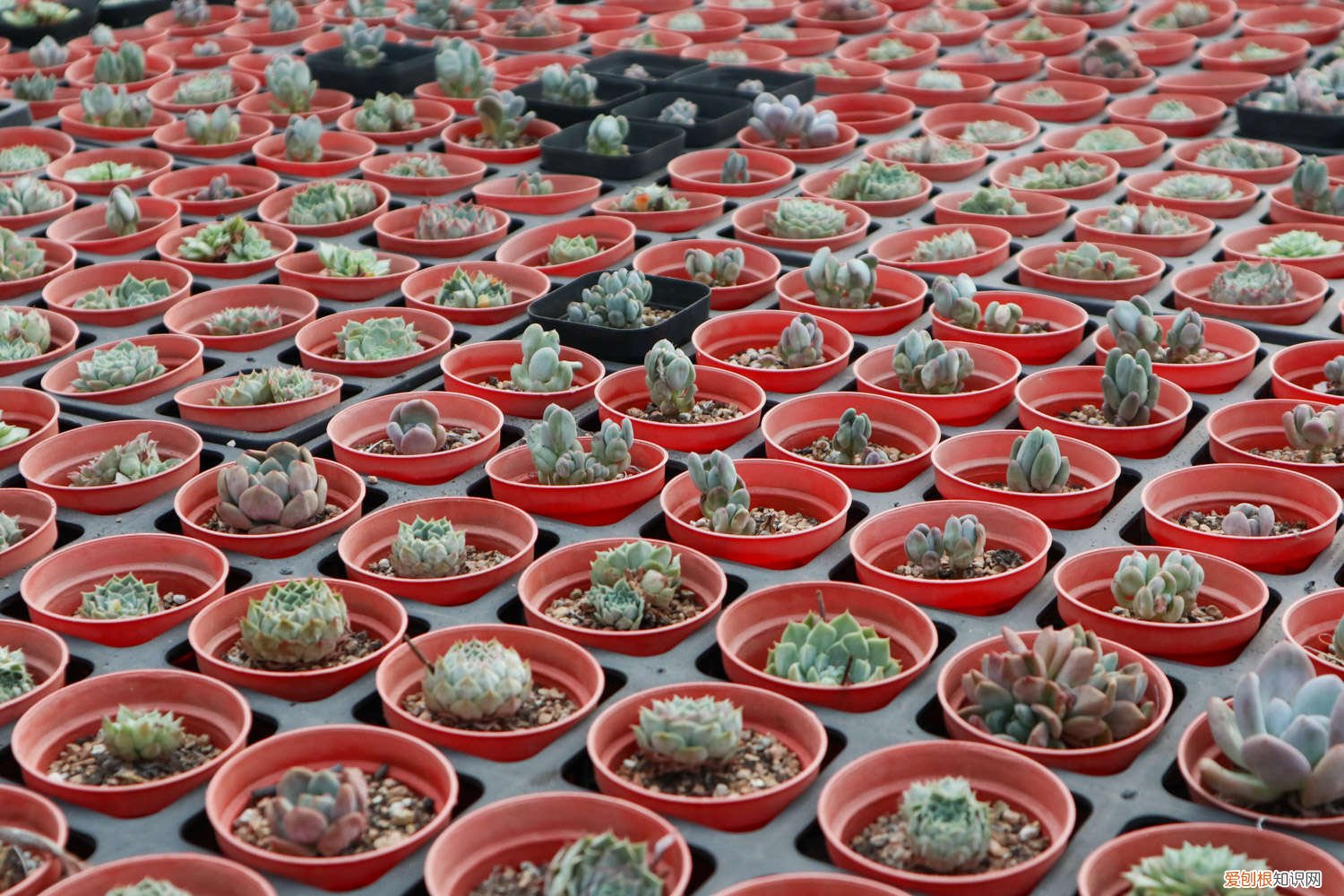 哪些多肉植物开花会死 多肉瓦松开花会死吗
