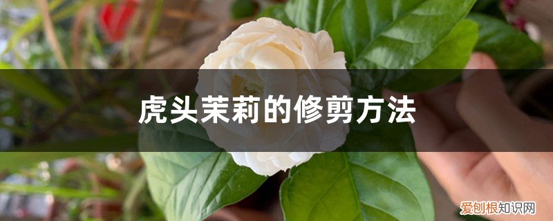 虎头茉莉的修剪方法图片 虎头茉莉的修剪方法