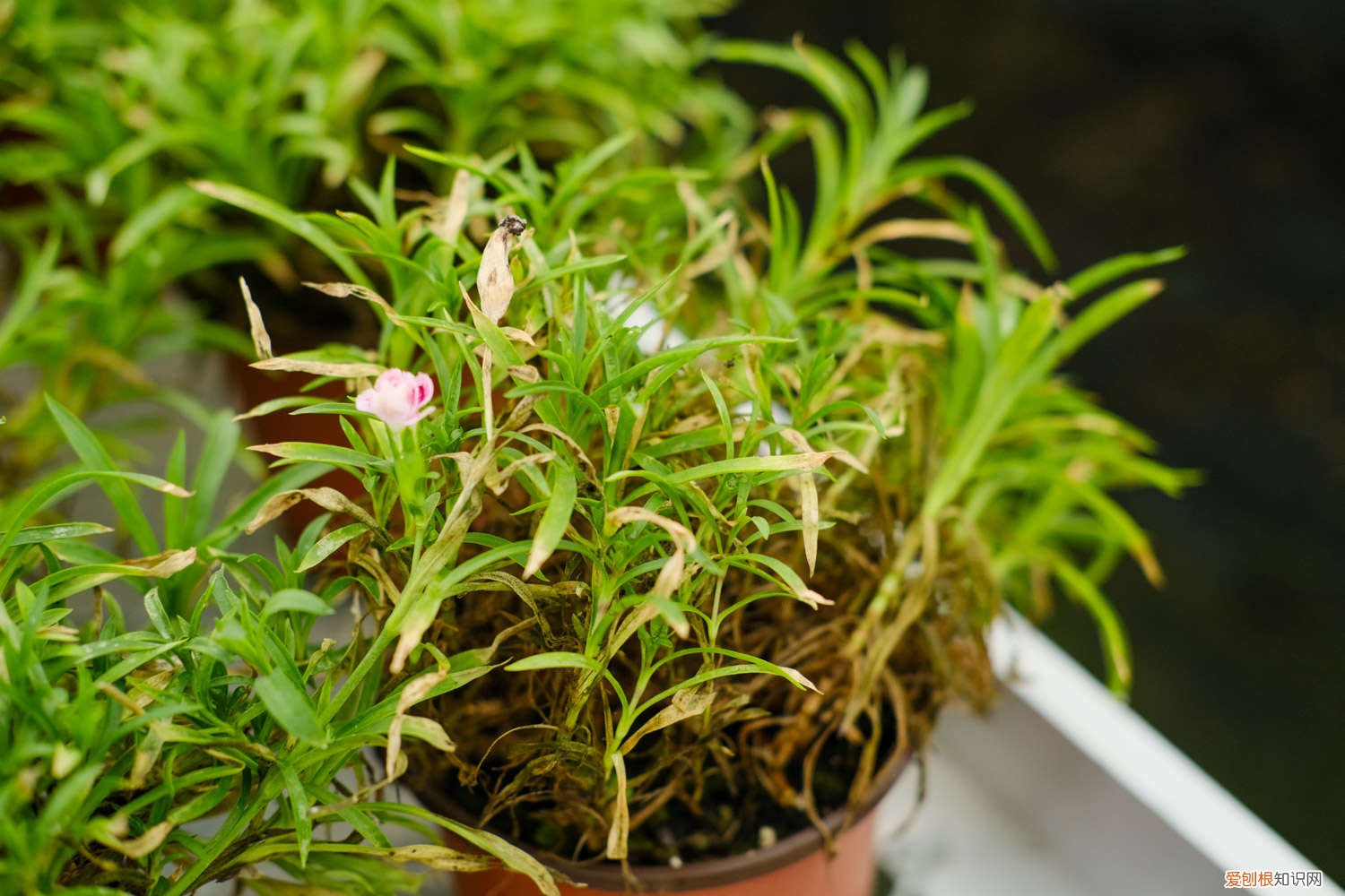 石竹种植时间和方法 石竹种植时间