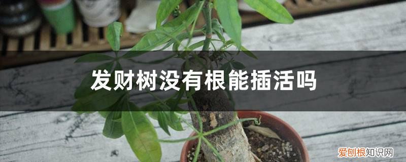 发财树没有根须能活吗 发财树没有根能插活吗