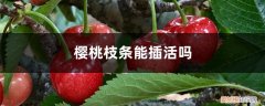 樱桃枝条能插活吗视频 樱桃枝条能插活吗