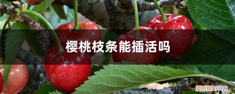 樱桃枝条能插活吗视频 樱桃枝条能插活吗