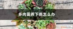 多肉露养是下雨也不管吗 多肉露养下雨怎么办