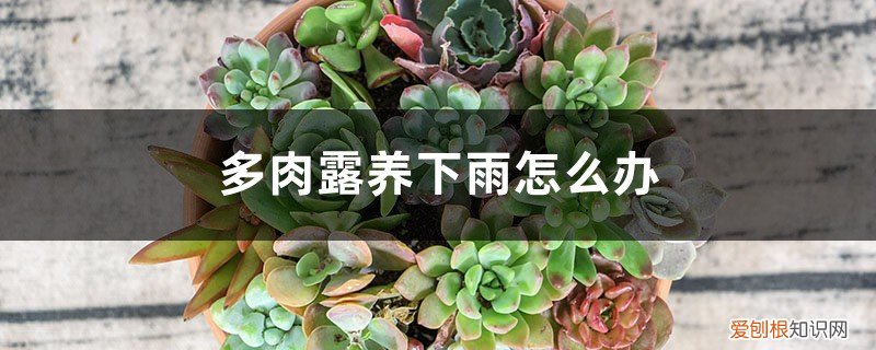 多肉露养是下雨也不管吗 多肉露养下雨怎么办