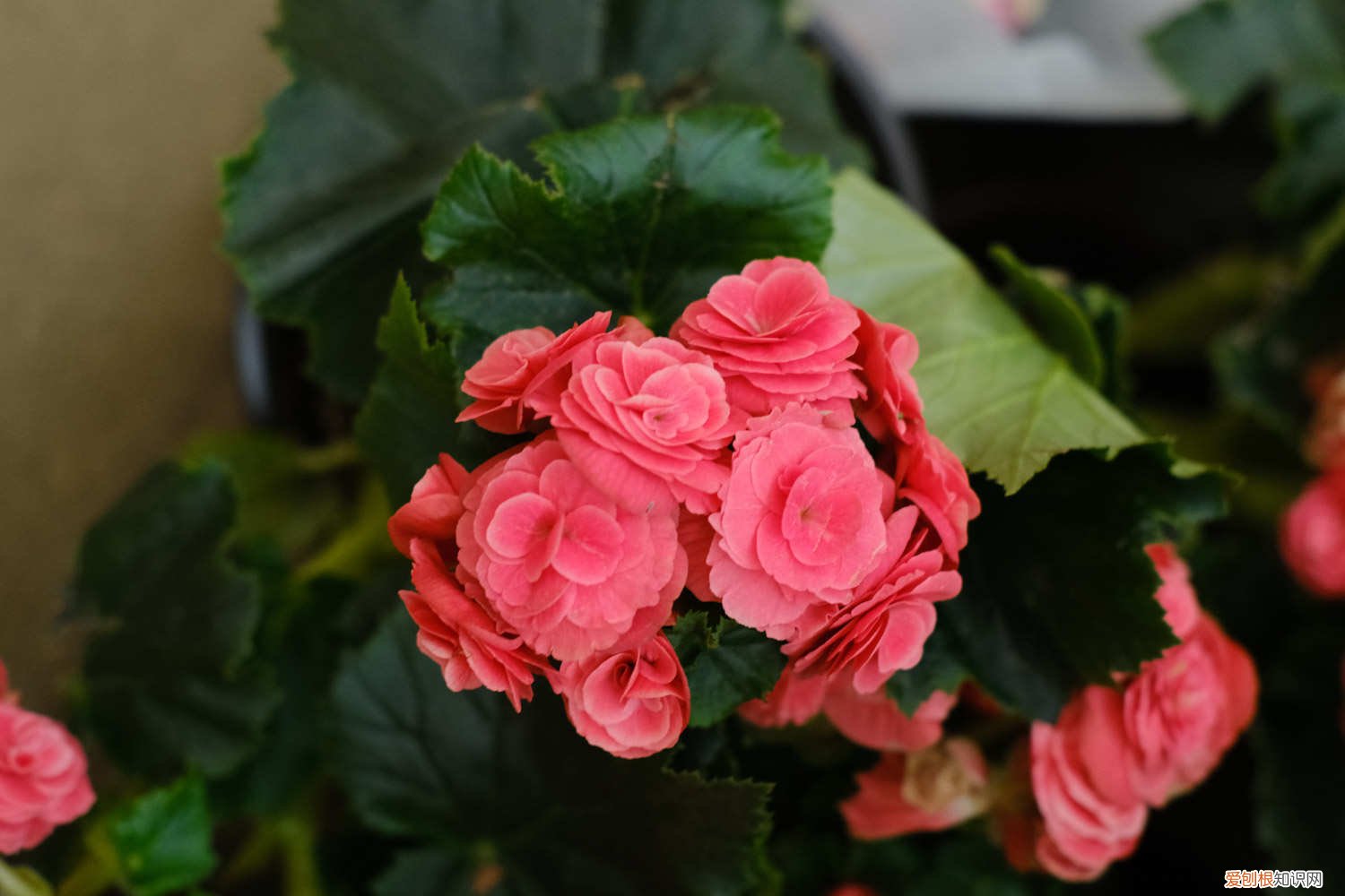丽格海棠花期后的管理 丽格海棠开完花后处理