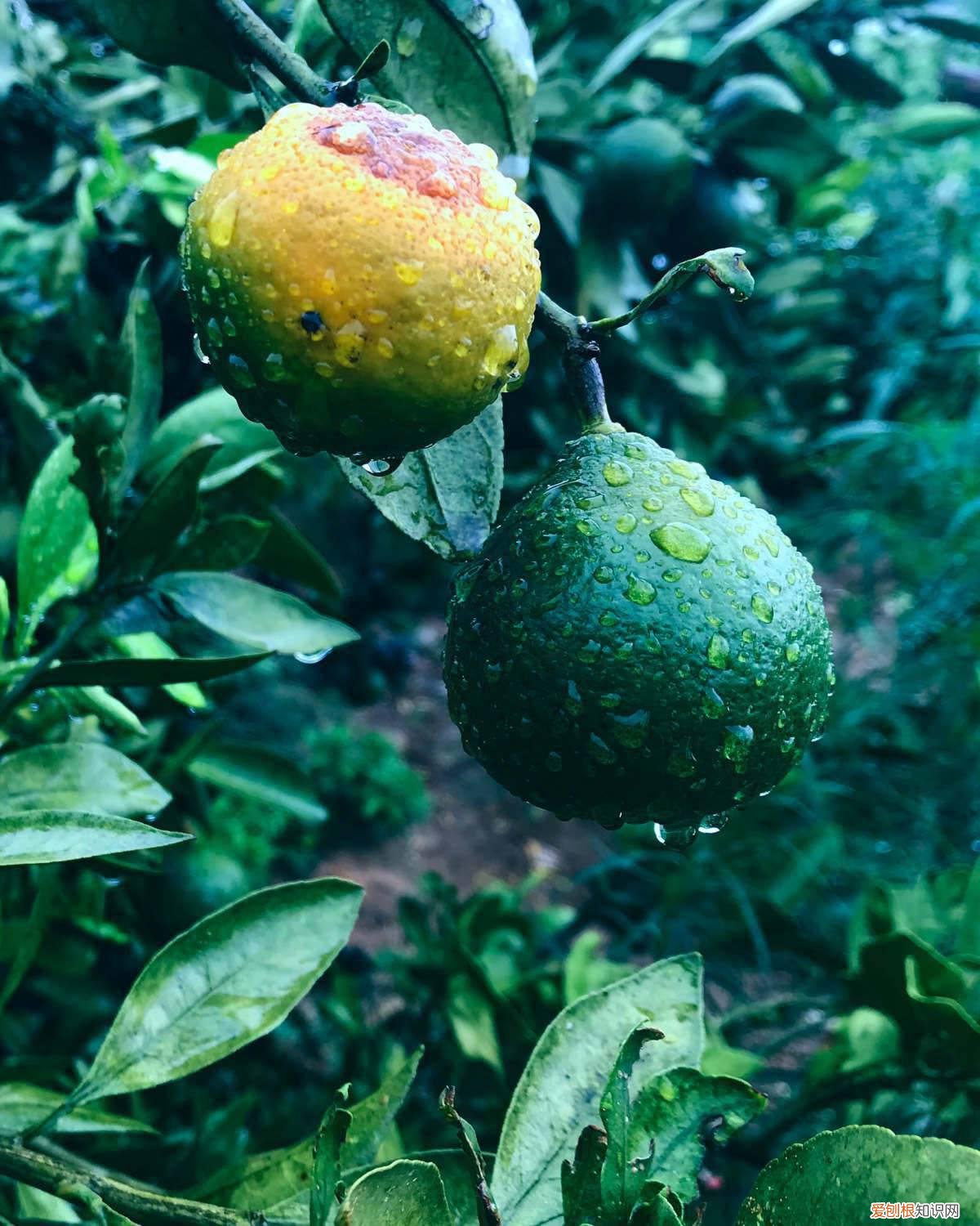 橘子树用什么嫁接 嫁接橘子树的方法