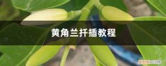 黄兰可以扦插吗 黄桷兰能扦插吗