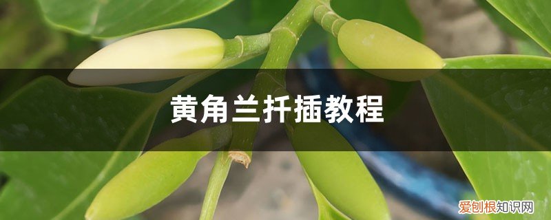 黄兰可以扦插吗 黄桷兰能扦插吗