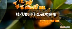 桂花要用什么砧木嫁接呢 桂花要用什么砧木嫁接