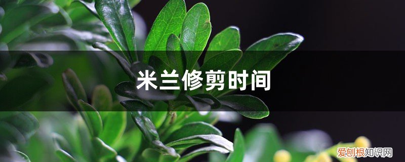 米兰什么时候修剪合适 米兰的修剪时间及方法