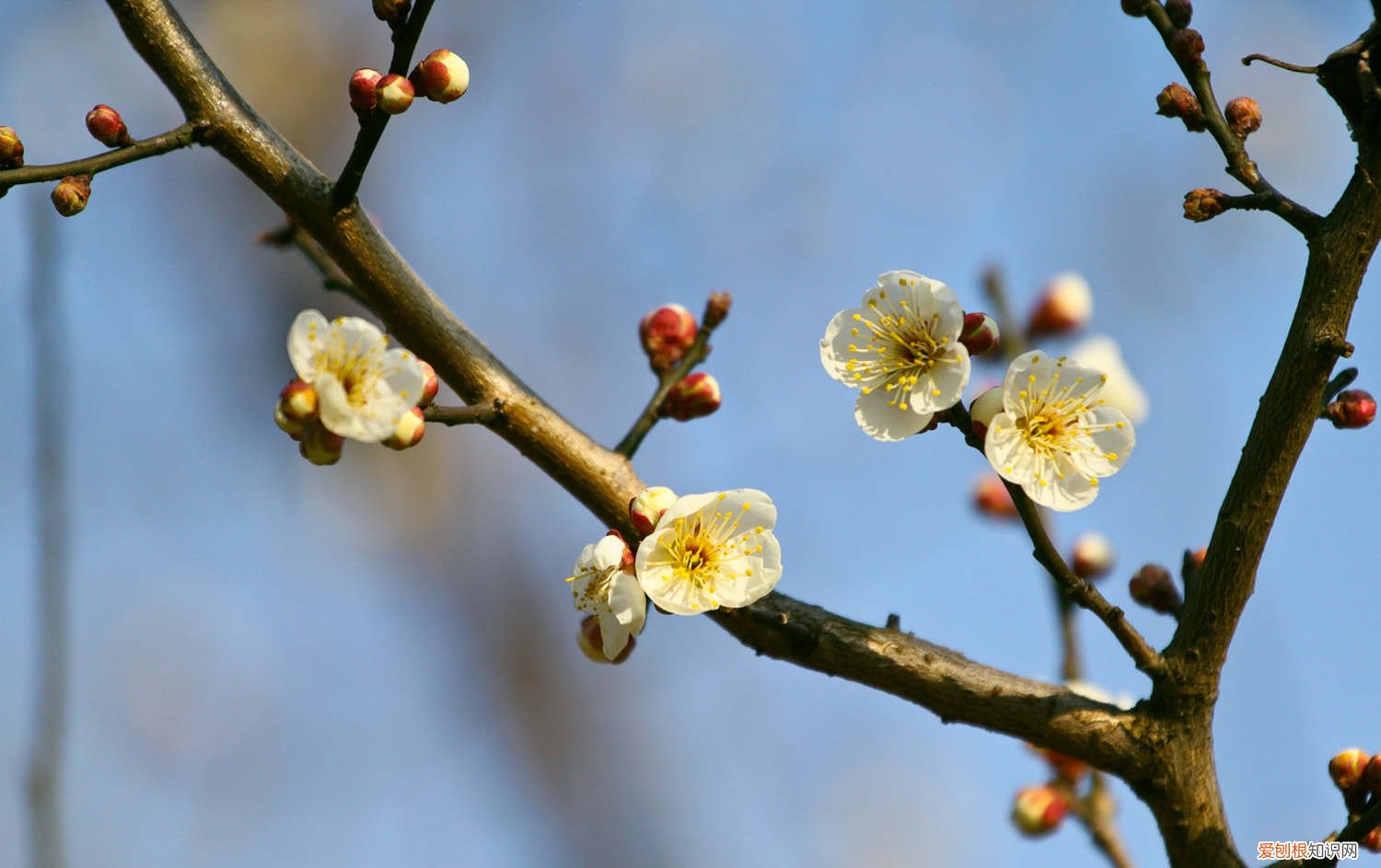 梅花用什么土栽培合适 梅花用什么土栽培