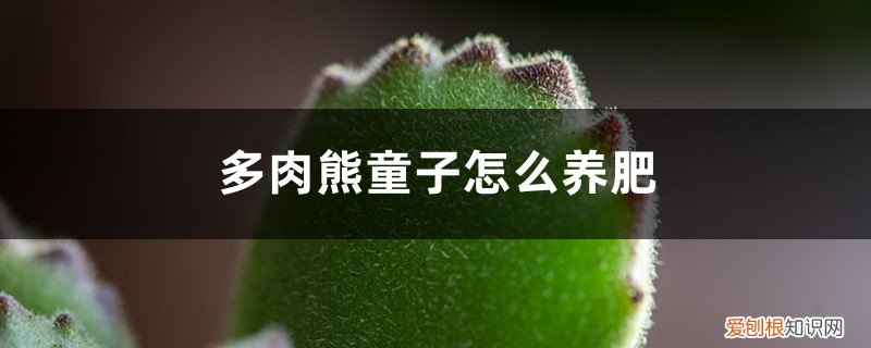 熊童子多肉介绍 多肉熊童子怎么养肥