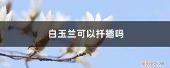 白玉兰可以插枝吗 白玉兰可以扦插吗