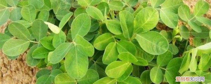 花生一般几月份播种几月份收获 花生几月份播种