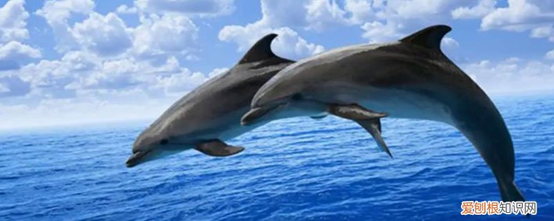 海豚的特点介绍 海豚有哪些特点