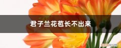 君子兰花苞长不出来怎么办? 君子兰花苞长不出来怎么办