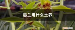 惠兰需要什么土 惠兰用什么土养