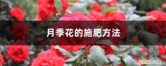 月季花的施肥方法有哪些 月季花的施肥方法