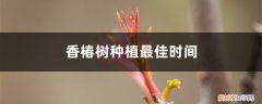 香椿树什么时间种植好 香椿树种植最佳时间