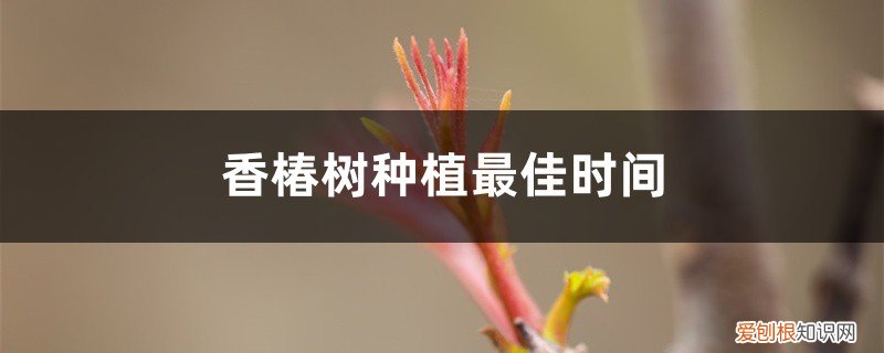 香椿树什么时间种植好 香椿树种植最佳时间