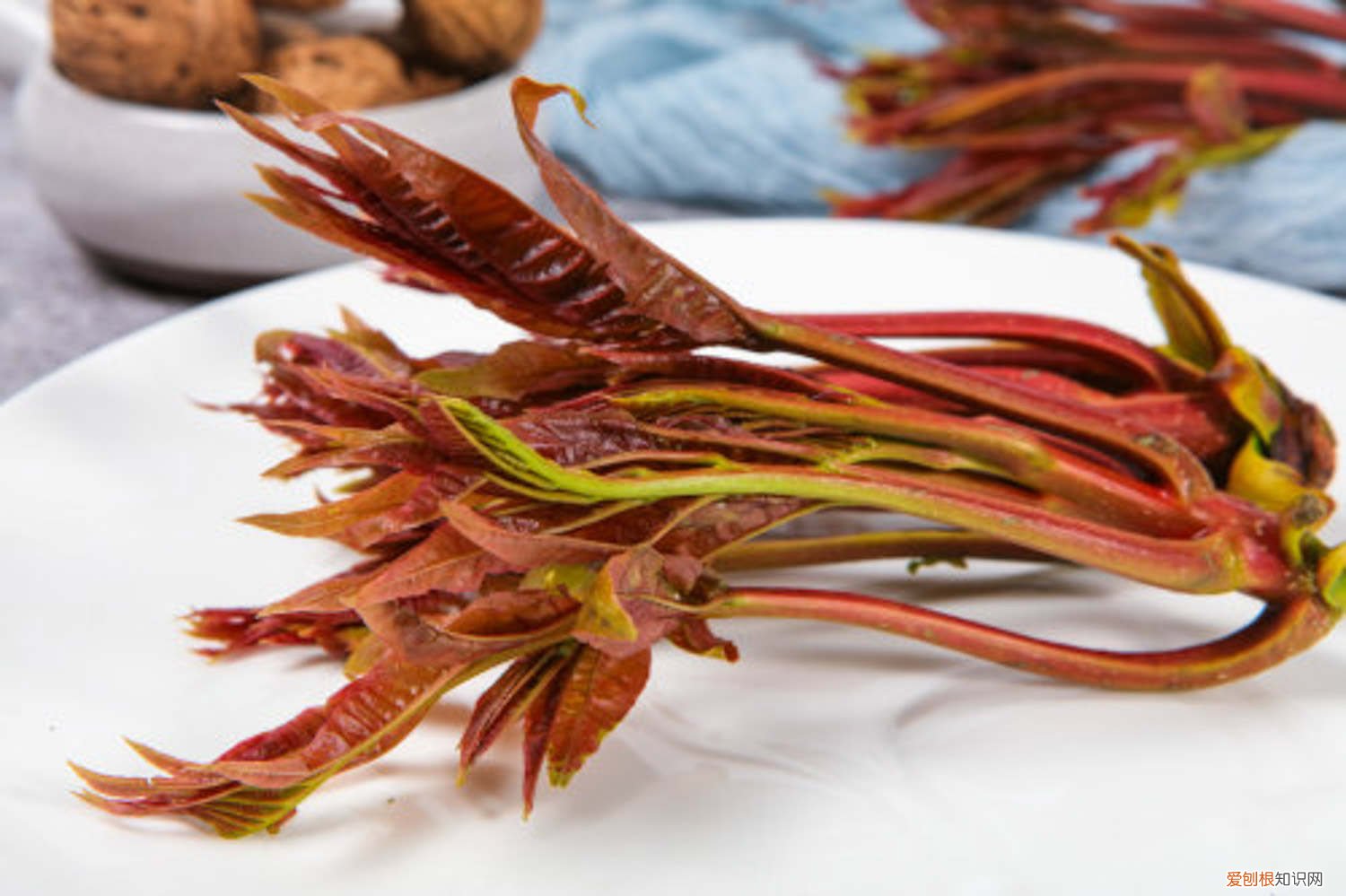 香椿树什么时间种植好 香椿树种植最佳时间