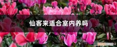 仙客来适合室外养还是室内养 仙客来适合室内养吗