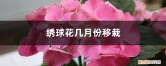 绣球花啥时候移栽 绣球花几月份移栽