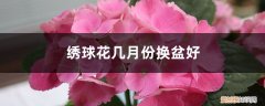 绣球花什么时间换盆 绣球花几月份换盆好，换盆注意事项