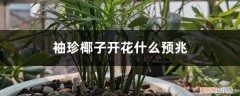 袖珍椰子开花什么预兆,怎么养才会开花呢 袖珍椰子开花什么预兆，怎么养才会开花