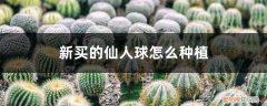 新买的仙人球怎么种植好 新买的仙人球怎么种植