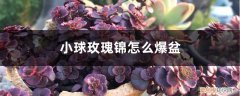玫瑰花怎么爆盆 小球玫瑰锦怎么爆盆