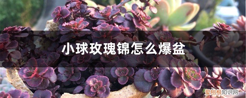 玫瑰花怎么爆盆 小球玫瑰锦怎么爆盆