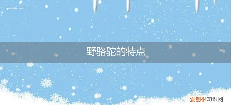 野骆驼和骆驼的区别 野骆驼的特点